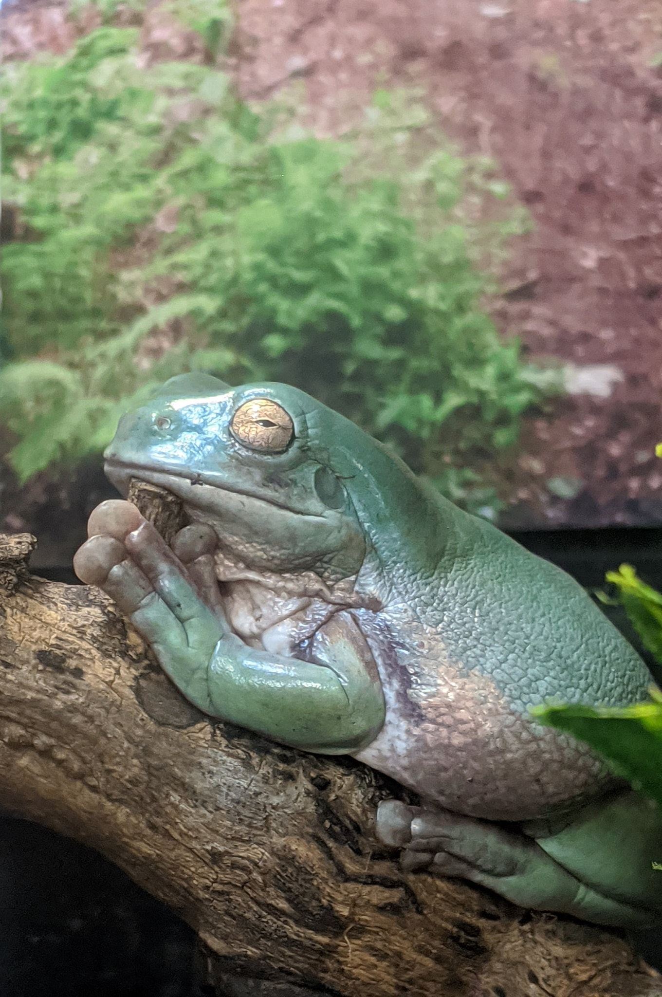 White's Tree Frog